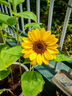 播種心情 日本進(jìn)口向日葵種子 文森特 花店鮮切花 觀(guān)賞陽(yáng)臺庭院盆栽矮桿 日本進(jìn)口切花向日葵-小黑熊10粒 曬單實(shí)拍圖