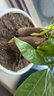 發(fā)財樹(shù)盆栽大植物室內辦公室桌面客廳小盆景招財樹(shù)苗綠植花卉盆栽 三桿發(fā)財樹(shù) 5-8cm【隨機紫砂盆】 【送肥料】 曬單實(shí)拍圖