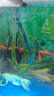 森森魚缸增氧泵水族箱氧氣泵LQE-50家用小型充氧泵3W單孔+全套配件 曬單實(shí)拍圖