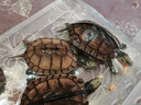 颯望龜糧通用飼料無鹽淡水小魚干蝦干巴西草龜甲魚小烏龜補鈣專用食糧 魚蝦組合 【約2000個】南極磷蝦1000只+小河 曬單實拍圖