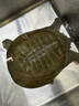 秋季 鮮活外塘生態(tài)甲魚(yú)野外生長(cháng)放養冷水團魚(yú)王八老鱉活體 3.0-3.2斤外塘野養老鱉【公鱉】 曬單實(shí)拍圖