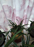 劉閣蘭花蘭花苗盆栽夏帶花苞發(fā)貨名貴花卉 金秋歲月四季開(kāi)花綠植室內香蘭 千禧富貴5苗帶簡(jiǎn)易盆土肥 曬單實(shí)拍圖