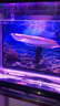 幻彩銀龍魚(yú)活體觀(guān)賞魚(yú)苗熱帶魚(yú)中大型風(fēng)水招財七彩銀龍魚(yú)順豐包郵 14-16七彩銀龍1條 曬單實(shí)拍圖