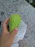 京喜加高山現(xiàn)摘佛手瓜新鮮蔬菜壽瓜豐收窩瓜洋瓜豐收瓜生鮮 貴州佛手瓜 9斤 囤貨款 曬單實(shí)拍圖
