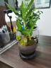 幼薇富貴竹室內(nèi)植物節(jié)節(jié)高桌面綠植帶根好養(yǎng)步步高花卉文昌竹客廳盆栽 富貴竹叢林+紫砂盆+圓形底盤 帶盆栽好 曬單實拍圖
