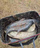魚(yú)誘魚(yú)誘方便魚(yú)餌料牙膏餌粘膠餌擠壓式鯽魚(yú)鯉魚(yú)草魚(yú)搓餌釣魚(yú)垂釣釣餌 買(mǎi)二贈一【薯香】 曬單實(shí)拍圖