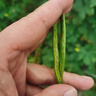 西多米玻璃杯水杯女士茶水分離杯大容量便攜高顏值學(xué)生辦公耐高溫泡茶杯 曬單實(shí)拍圖