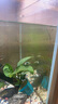 瘋狂水草坨草水草植物直接入缸魚缸植物7棵魚缸造景水溶沉木 源頭直發(fā)包郵 曬單實拍圖