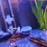 瘋狂水草神仙魚(yú)燕魚(yú)苗觀(guān)賞魚(yú)七彩神仙熱帶秘魯活魚(yú)小型淡水好養寵物燕子魚(yú) 【大型發(fā)色級】藍魔金鼎 買(mǎi)2送1 曬單實(shí)拍圖
