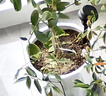 金固牢【今/次日達(dá)】除草割草刀 收割刀 SK-5鋼免磨農(nóng)用木柄鐮刀1把 KZS-856 曬單實(shí)拍圖