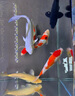 沃邦兄弟魚(yú)缸凈水劑水立清水質(zhì)清澈劑澄清劑水族箱除渾濁清水劑養(yǎng)魚(yú)用品 2瓶【魚(yú)缸凈水劑】 曬單實(shí)拍圖