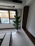 愛優(yōu)尚天堂鳥綠植盆栽客廳室內辦公室大型綠植好養(yǎng)凈化空氣源頭直發(fā) 曬單實拍圖