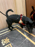 皇家狗糧幼犬狗糧幼犬奶糕寵物小型犬MIJ31全價犬糧2-10月8KG 曬單實拍圖