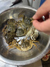 【活蟹】乾澄大閘蟹現(xiàn)貨 全母2.3-2.6兩8只 六月黃鮮活螃蟹去繩足重海鮮禮盒裝源頭直發(fā) 曬單實拍圖
