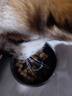 愛(ài)肯拿（ACANA）狗糧 全價(jià)通用 幼犬成犬牧場(chǎng)盛宴無(wú)谷高蛋白犬糧2kg 效期26/2 曬單實(shí)拍圖