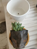 金絲猴仙人球室內(nèi)小盆栽多肉植物星兜仙人掌科濃桃精品名貴好養(yǎng)活 千佛手多肉+【白瓷盆+竹托盤】 含盆 曬單實拍圖