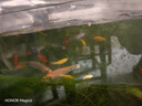 小型觀賞魚孔雀魚米奇魚斑馬魚白云金絲金苔鼠魚小型熱帶魚活體魚 孔雀斑馬米奇各4條+金苔鼠2條新 曬單實拍圖