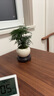 文竹盆栽植物室內(nèi)花卉盆景客廳辦公室桌面小綠植好養(yǎng)云竹四季常青 精品文竹+白玉圓陶盆+圓底托+苔蘚 曬單實(shí)拍圖