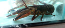 賣魚七郎全籽筆管魚2斤（含保護冰100g）魷魚海兔子籽烏滿籽帶籽軟足類 曬單實拍圖
