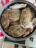 舟山梭子蟹鮮活特大野生大螃蟹新鮮冷凍海鮮水產(chǎn)海蟹飛蟹白蟹 凈重3-5兩/只【10只 碼頭直采】 曬單實拍圖