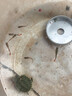 寵小俠熱帶純種精品孔雀魚(yú)觀(guān)賞魚(yú)熱帶魚(yú)小型淡水魚(yú)孕母好養耐活鳳尾 【大號可繁殖】練手孔雀魚(yú)6條（5+1備損） 曬單實(shí)拍圖