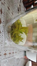 香茗鮮2025新茶茶葉小葉苦丁茶小米芽明前特級頭采四川特產(chǎn)青山綠水嫩芽 小葉苦丁茶小米芽 250g 曬單實(shí)拍圖