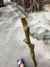 歐悟無(wú)花果樹(shù)苗高產(chǎn)水果苗特大無(wú)花果苗南北方陽(yáng)臺(tái)種植盆栽地栽果樹(shù)苗 青皮6年苗【當(dāng)年結(jié)果】 60cm(含)-165cm(不含) 曬單實(shí)拍圖
