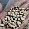 鄒有才東北大白豇豆新鮮眉豆農家白飯豆熬粥煲湯粗糧白蕓豆五谷雜糧e 東北白豇豆500g*2袋 曬單實(shí)拍圖