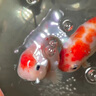 修正土霉素片魚(yú)藥專(zhuān)用藥鯉爛尾爛肉養魚(yú)抗菌消炎魚(yú)病水族烏龜藥黃粉 水族土霉素片水產(chǎn)用100片/瓶 金魚(yú)觀(guān)賞魚(yú)水產(chǎn)養殖用金魚(yú)爛身魚(yú)用凈水 曬單實(shí)拍圖