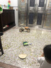 貝趣兒童平衡車1-3歲寶寶滑行車玩具幼兒滑步車嬰兒四輪無(wú)腳踏溜溜車 青咖 【燈光音樂(lè)+緩震靜音輪】 一歲防側(cè)翻滑滑車周歲生日禮物 曬單實(shí)拍圖