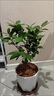 五色赤丹山茶花盆栽帶花苞香妃花卉植物室內好養茶花樹(shù)苗四季開(kāi)花 紅赤丹耐寒花卉茶花盆栽室內外 40-50厘米高帶分叉帶冠幅發(fā)貨 曬單實(shí)拍圖