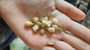 干茉莉花茶花草茶花苞茶葉耐泡袋裝食用茉莉花苞濃香型茉莉干花茶 干茉莉花70克*2罐 曬單實(shí)拍圖