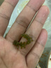 骉祥兒童海葡萄即食綠色魚子醬泡發(fā)小孩吃的鹽漬海葡萄綠色海洋蔬菜e 海葡萄100g*1袋（經(jīng)典高品裝） 曬單實(shí)拍圖