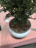 花翁正宗清香胡椒木盆栽綠植花卉 大苗（鳥(niǎo)語(yǔ)花香瓷盆+托盤(pán)）源頭直發(fā) 曬單實(shí)拍圖