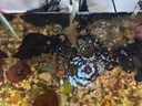 逸樂寵魚缸造景水草缸沉木紫柚木曬龜臺免煮烏龜曬臺斗魚裝飾小號木頭 紫柚木隨機15-25cm有型2個 曬單實拍圖