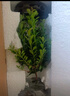 八芽 小葉赤楠盆景擺件室內(nèi)綠植花卉盆栽老樁客廳辦公室桌面好養(yǎng)植物 （【熱銷款】舍得紫砂盆赤楠+苔蘚+底座） 曬單實(shí)拍圖