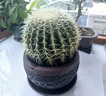 金虎狂刺仙人球盆栽植物綠植金虎超盆栽大盆栽辦公室仙人掌 直徑25厘米左右 不含盆 曬單實拍圖