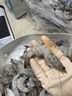京鮮港 厄瓜多爾白蝦凈重3斤加大號(hào)45-60只/盒大蝦鹽凍家庭聚餐燒烤 曬單實(shí)拍圖