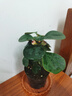 小盼菩提樹盆栽綠植物室內(nèi)花盆景辦公室桌面觀葉四季客廳好養(yǎng)活樹 2盆-菩提【帶果發(fā)貨】原盆原土 帶盆栽好 曬單實(shí)拍圖