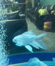 普欣諾魚(yú)藥水族箱魚(yú)缸消毒殺菌觀賞魚(yú)錦鯉白點(diǎn)爛身爛尾蒙鯉魚(yú)病專用藥 一瓶魚(yú)舒康【魚(yú)病專用】 水霉病金魚(yú)缸萬(wàn)能藥非亞甲基藍(lán) 曬單實(shí)拍圖