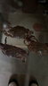 【鮮活發(fā)貨】青島梭子蟹新鮮海捕上岸鮮活大螃蟹飛蟹母蟹生鮮蟹類(lèi) 【鮮活發(fā)】特大螃蟹3斤7-12只 曬單實(shí)拍圖