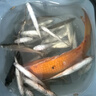 川澤一線(xiàn)磁拉餌盤(pán)全磁通用強磁開(kāi)餌盆魚(yú)餌料盒支架一體競技散炮盆黑坑 透黑色【二層小號】7顆磁石 升級款不進(jìn)水不翹邊 曬單實(shí)拍圖