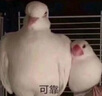 小熊（Bear）電飯煲 1-2人迷你家用 0涂層不銹鋼小容量電飯鍋 一鍵快煮飯微壓多功能可預(yù)約1.6L  DFB-C16M3 曬單實(shí)拍圖