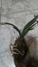 劉閣蘭花蘭花專(zhuān)用保濕水苔 美觀(guān)綠化苔蘚 養蘭花苗需備水草 綠植花卉盆景 蘭花專(zhuān)用保濕苔蘚，買(mǎi)10包送1包 曬單實(shí)拍圖