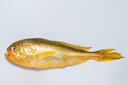 黃小漁【冰鮮】寧德黃花魚(yú) 3斤/2-3條 大黃魚(yú) 海鮮水產(chǎn)生鮮夜宵源頭直發(fā) 曬單實(shí)拍圖