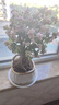 開(kāi)時(shí)果 金枝玉葉盆栽帶花發(fā)貨 精品多肉植物花卉綠植盆景源頭直發(fā)包郵 【25-30cm】箭紋方形瓷盆 贈 肥料 曬單實(shí)拍圖