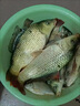 逗釣泡沫釣魚(yú)魚(yú)餌料傳統釣野釣黑坑鯽鯉草鳊浮力顆粒底釣假餌魚(yú)餌 逗釣泡沫【腥香1瓶】 曬單實(shí)拍圖