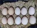 京喜加基地直發(fā)新鮮雞蛋谷物蛋大蛋50g生鮮超市早餐溏心蛋快遞包郵 雞蛋50克-10枚 曬單實(shí)拍圖
