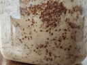 丘比（KEWPIE）沙拉醬/汁 芝麻醬 焙煎芝麻口味 調(diào)味品 蔬菜水果沙拉汁 1.5L*1瓶 曬單實(shí)拍圖