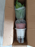 特價(jià)綠蘿盆栽室內(nèi)客廳辦公室吸甲醛凈化空氣水培植物綠植花卉好養(yǎng) 【1盆】綠蘿+早安吸水盆 整體含盆高度20-25cm 曬單實(shí)拍圖